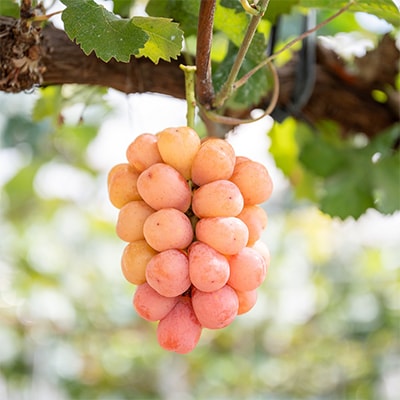 【先行受付】シャインマスカットと旬のぶどうの詰合せ　合計3～4房入【配送不可地域：離島・沖縄県】