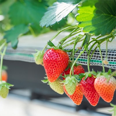やよいひめ　朝摘み・当日発送　250g×4パック【配送不可地域：離島・沖縄県】
