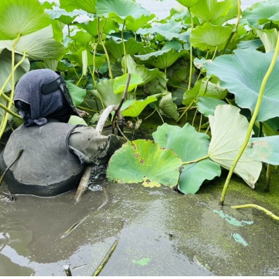 肉厚でシャキシャキの食感と甘みが特徴　　掘りたて れんこん　4Kg(4～7本)【配送不可地域：離島】