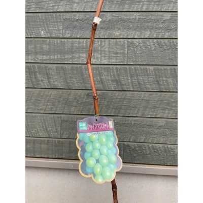 シャインマスカット苗木