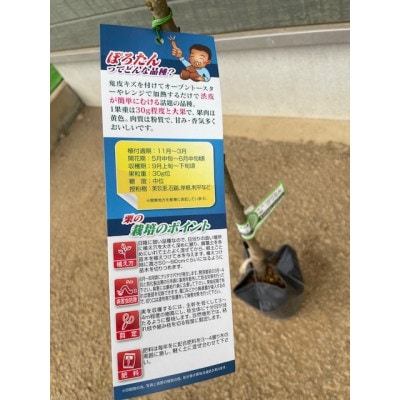 栗・ぽろたん苗木　1本