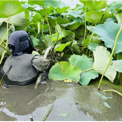 肉厚でシャキシャキの食感と甘みが特徴　　掘りたて れんこん　2Kg(2～4本)【配送不可地域：離島】
