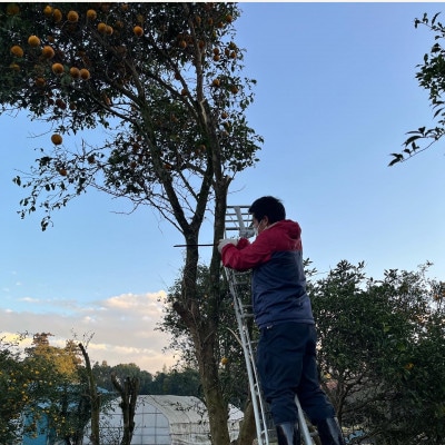 季節限定醸造　『霞ヶ浦ゆずエール』　12本セット【配送不可地域：離島】