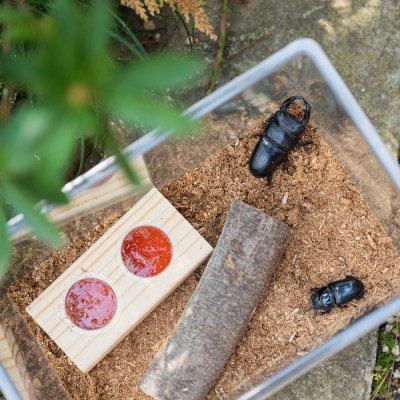 オオクワガタチャレンジ飼育セット(オス・メス各1匹)【オス70mm以上】