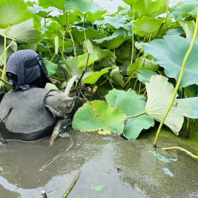 新物!　肉厚でシャキシャキの食感と甘みが特徴　　掘りたて れんこん　4Kg(4～7本)【配送不可地域：離島】
