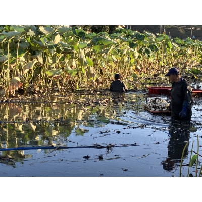 かすみがうらの宝石　キュートな小粒れんこん(生) 2kg【配送不可地域：離島】