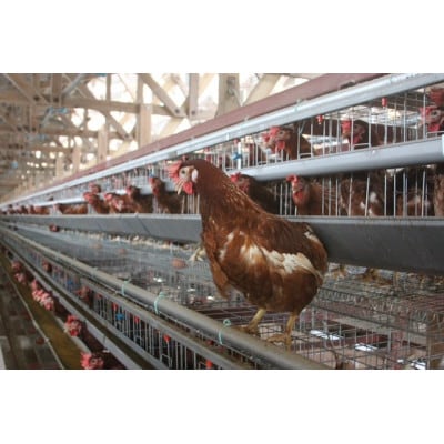 ナカジマ農場こだわりたまご「海藻卵」20個と温泉卵10個(海藻卵15個+温泉卵5個+割れ保障各5個)【配送不可地域：離島】