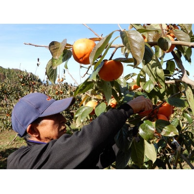 大ぶりの完全甘柿「陽豊」3.5kg以上(10～14個)