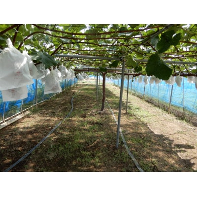 かすみがうら市産 ナガノパープル 2～3房 約1.2kg【配送不可地域：離島】