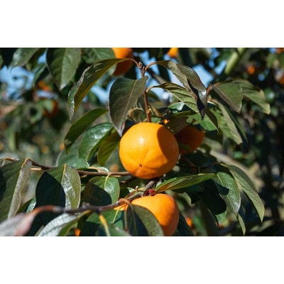 かすみがうら市産 完全甘柿「陽豊」と「富有」セット 3.5kg以上(10～14個)