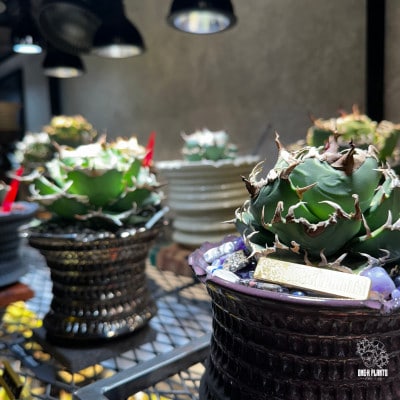 ONE-K PLANTS - ギフト券 - 10,000円