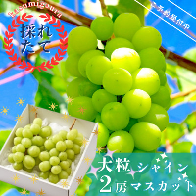 【先行受付】茨城県かすみがうら市産　シャインマスカット2房(約700g×2)【配送不可地域：離島】