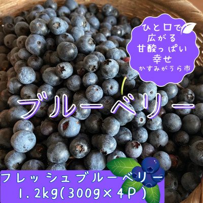 かすみがうら市特産　フレッシュブルーベリー　300g×4パック【配送不可地域：離島】