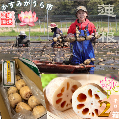 肉厚でシャキシャキの食感と甘みが特徴　　掘りたて れんこん　2Kg(2～4本)【配送不可地域：離島】