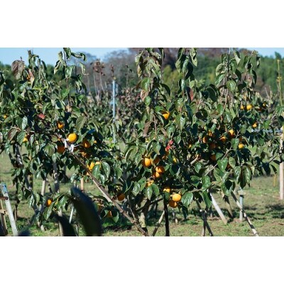 【先行受付】大ぶりの完全甘柿「陽豊」　約3kg ※2026年11月中旬より順次発送予定【配送不可地域：離島】