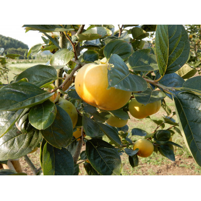 画期的な食感と甘さ柿「太秋」約3.5kg以上(10個～12個)【配送不可地域：離島】