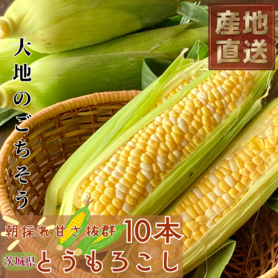 マルカファームの朝採れ「とうもろこし」10本セット【配送不可地域：離島・沖縄県】