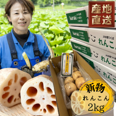 新物!　肉厚でシャキシャキの食感と甘みが特徴　　掘りたて れんこん　2Kg(2～4本)【配送不可地域：離島】