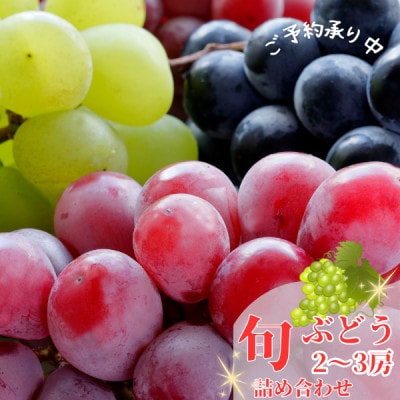 かすみがうら市産シャインマスカット＆旬のぶどう詰め合わせ　合計2～3房【配送不可地域：離島・沖縄県】