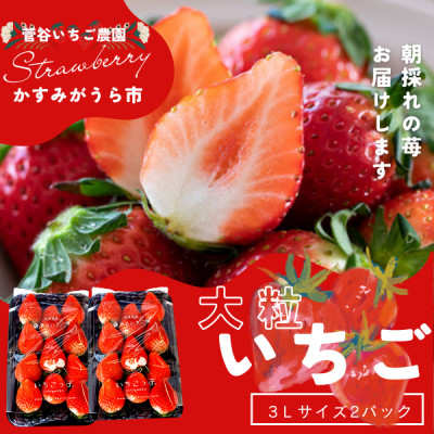 菅谷いちご園の完熟いちご『いちごっ子』 3Lサイズ 11粒×2パック【配送不可地域：離島・北海道・沖縄県・信越、北陸・東海・近畿・中国・四国・九州】