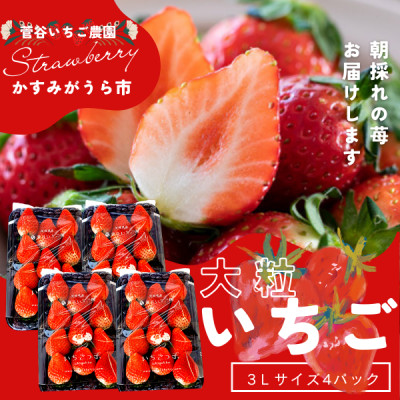 菅谷いちご園の完熟いちご『いちごっ子』 3Lサイズ 11粒×4パック【配送不可地域：離島・北海道・沖縄県・信越、北陸・東海・近畿・中国・四国・九州】