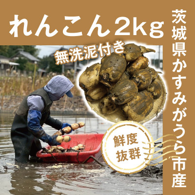 【鮮度抜群!茨城県かすみがうら市産】無洗泥付き 霞ヶ浦れんこん2kg 産地厳選【配送不可地域：離島】