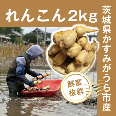 【鮮度抜群!茨城県かすみがうら市産】シャキシャキ蓮根 霞ヶ浦れんこん2kg 産地厳選【配送不可地域：離島】