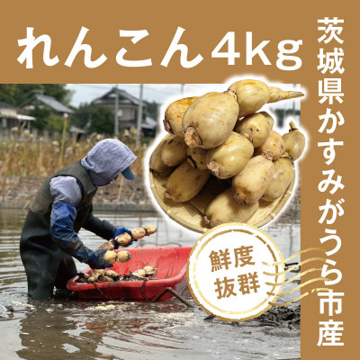【鮮度抜群!茨城県かすみがうら市産】シャキシャキ蓮根 霞ヶ浦れんこん4kg 産地厳選【配送不可地域：離島】