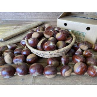 茨城県かすみがうら市産　熟成倉方栗(生栗)約2kg〈2025年11月中旬より順次発送予定〉【配送不可地域：離島】