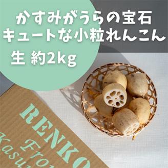 かすみがうらの宝石　キュートな小粒れんこん(生) 2kg【配送不可地域：離島】