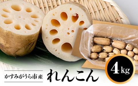 かすみがうら市産　れんこん　4kg【配送不可地域：離島】
