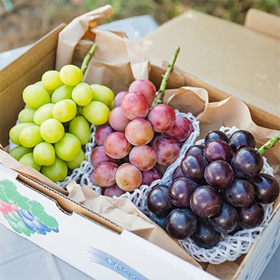 【先行受付】シャインマスカットと旬のぶどうの詰合せ　合計2～3房入【配送不可地域：離島・沖縄県】