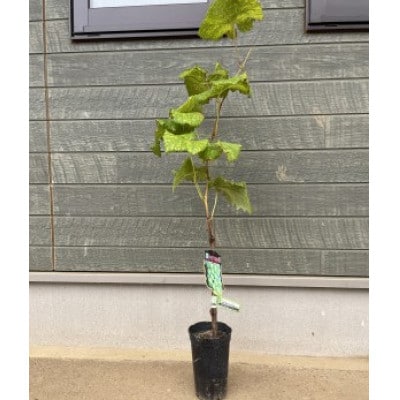 シャインマスカット苗木