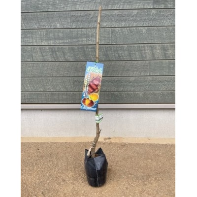 栗・ぽろたん苗木　1本