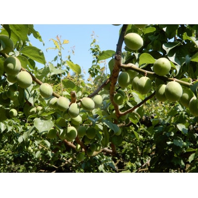 【先行受付】梅ジュースにカリカリ梅に「白加賀」　約3kg ※2023年6月上旬より順次発送予定【配送不可地域：離島】