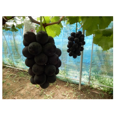 甘味と酸味の絶妙なバランスのピオーネ1.2kg(2房～3房)【配送不可地域：離島】