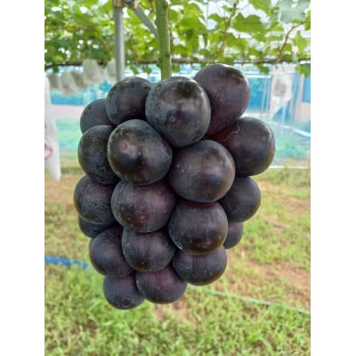 圧巻の味ナガノパープルと貴方の思考を変える味シャインマスカット　約1.2kg(2～3房)【配送不可地域：離島】