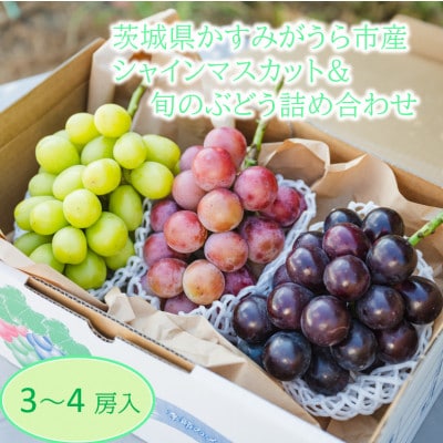 かすみがうら市産シャインマスカット＆旬のぶどう詰め合わせ　合計3～4房【配送不可地域：離島・沖縄県】