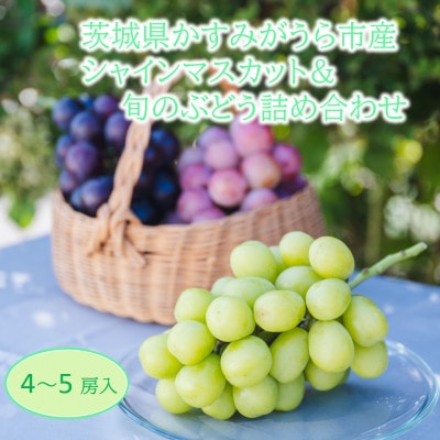 かすみがうら市産シャインマスカット＆旬のぶどう詰め合わせ　合計4～5房【配送不可地域：離島・沖縄県】