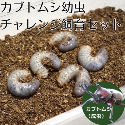 カブトムシ幼虫チャレンジ飼育セット(5匹): かすみがうら市ANAのふるさと納税