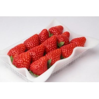 紅ほっぺ 大粒 250g(8～12粒)×4pc 県内共通返礼品【配送不可地域：離島・北海道・沖縄県・中国・四国・九州】