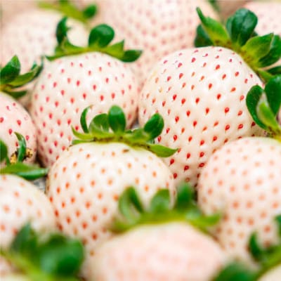 白いちご 大粒 250g(8～12粒)×4pc 県内共通返礼品【配送不可地域：離島・北海道・沖縄県・中国・四国・九州】