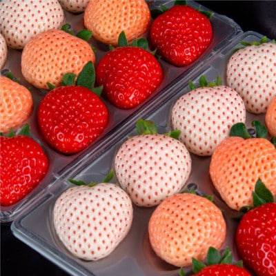 3色いちごの宝石箱 36粒入り 県内共通返礼品【配送不可地域：離島・北海道・沖縄県・中国・四国・九州】