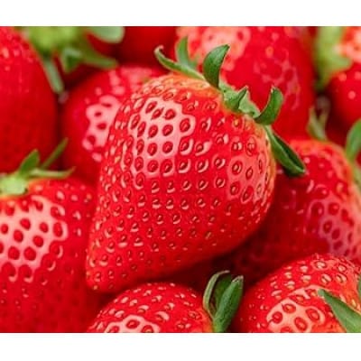 桐箱入り 大粒とちおとめ 12粒 県内共通返礼品【配送不可地域：離島・北海道・沖縄県・中国・四国・九州】