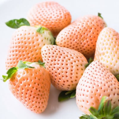 桐箱入り 大粒白いちご 12粒 県内共通返礼品【配送不可地域：離島・北海道・沖縄県・中国・四国・九州】