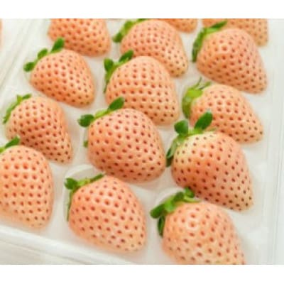 桐箱入り　大粒ピンクいちご　12粒　県内共通返礼品【配送不可地域：離島・北海道・沖縄県・中国・四国・九州】