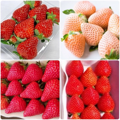 いちご品種　食べ比べセット　4種　各1pcずつ　県内共通返礼品【配送不可地域：離島・北海道・沖縄県・中国・四国・九州】