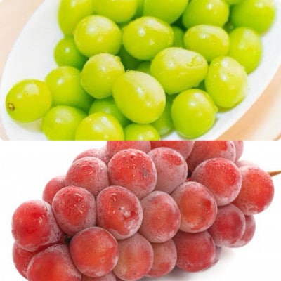 シャインマスカットとゴルビー　桐箱入り計2房　県内共通返礼品【配送不可地域：離島・北海道・沖縄県・中国・四国・九州】