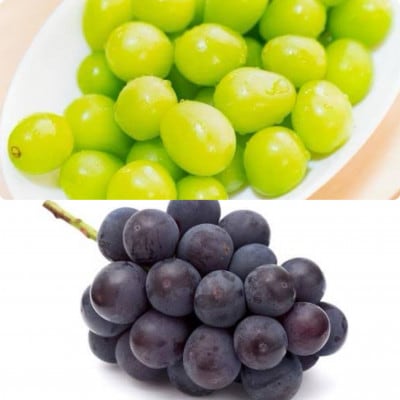 シャインマスカットとピオーネ　桐箱入り計2房　県内共通返礼品【配送不可地域：離島・北海道・沖縄県・中国・四国・九州】