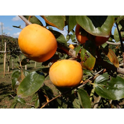 大ぶりの完全甘柿「陽豊」3.5kg以上(10～14個)